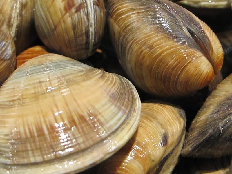 هل اكل المحار حلال أم حرام ولماذا