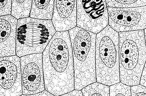 اي مما يلي يتحكم في مرور المواد من الخلية واليها