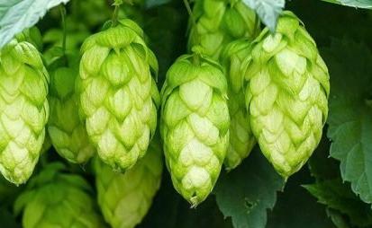 هل حشيشة الدينار حرام ام حلال وفيما يستخدم