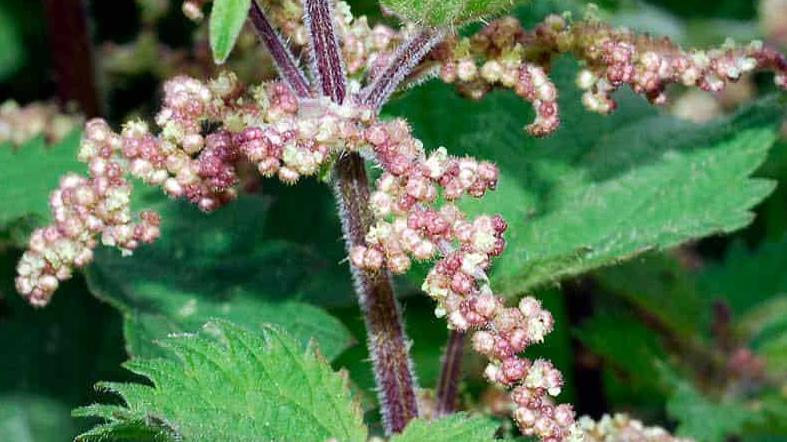 بحث عن أهمية نبات القريص واستخداماته