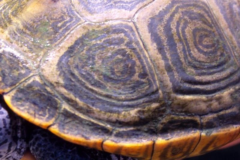 كم عدد اسنان السلحفاة وما هي أنواعها