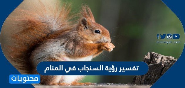تفسير رؤية السنجاب في المنام لامرأة غير متزوجة ومتزوجة وحامل